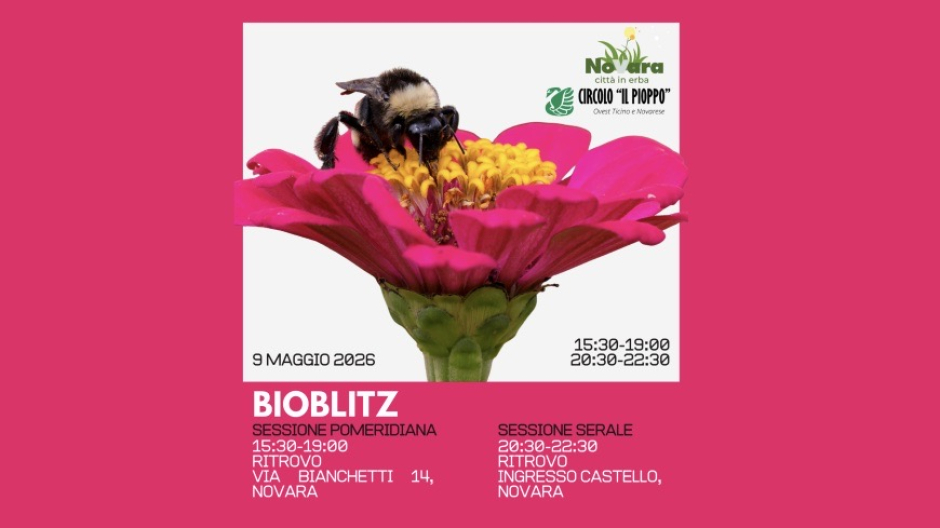 “Novara Città in Erba”,  BioBlitz per scoprire e mappare la biodiversità urbana